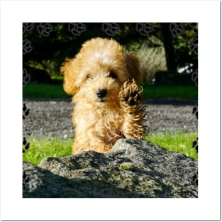 Toy Poodle Puppy Posters and Art